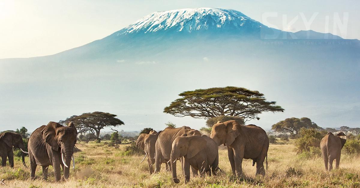 Immersive Kenyan Cultural & Wildlife Excursion - background banner